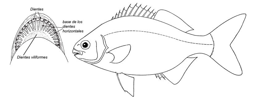 Familia Kyphosidae_claves.jpg